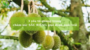 chăm sóc sầu riêng giai đoạn nuôi trái