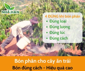 cách bón phân cho cây ăn quả