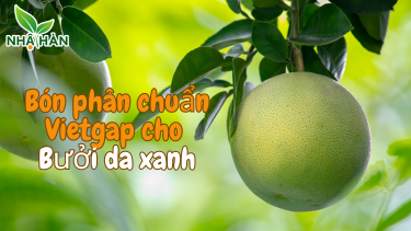 cách bón phân cho bưởi da xanh