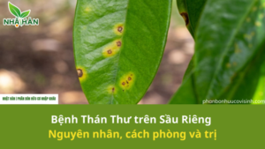 cách trị bệnh thán thư trên cây sầu riêng