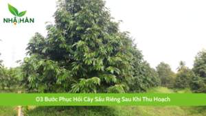 phục hồi cây sầu riêng sau khi thu hoạch