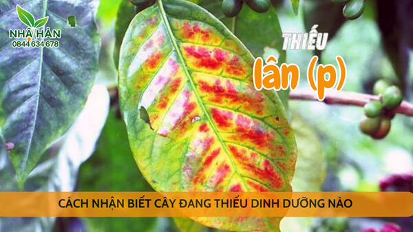 cây thiếu phân lân