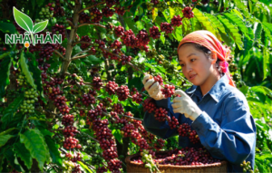 Bón phân cho cây cà phê đạt năng suất