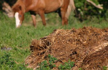 Nên sử dụng phân chuồng đã ủ hoai mục hoàn toàn