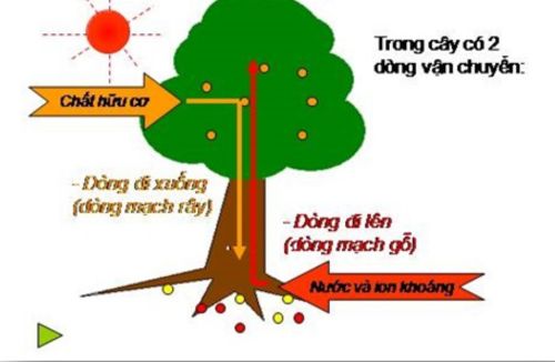 Sự vận chuyển nước, chất khoáng và các chất hữu cơ trong cây.