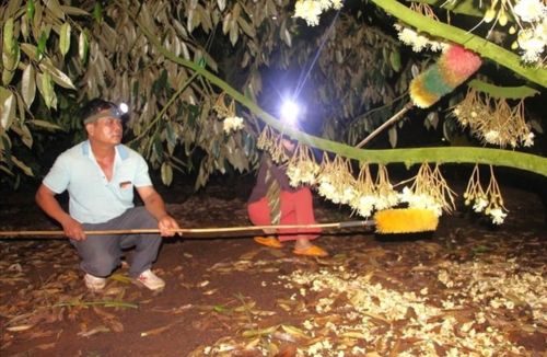 Tự thụ phấn bổ sung hoa sầu riêng